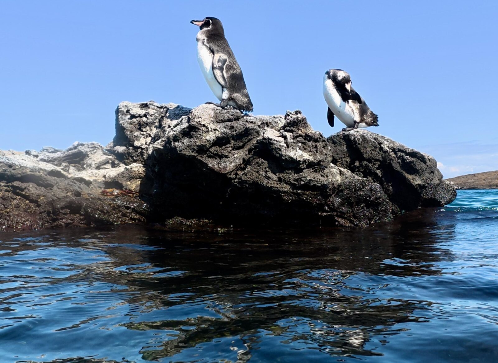 two penguins on a rock